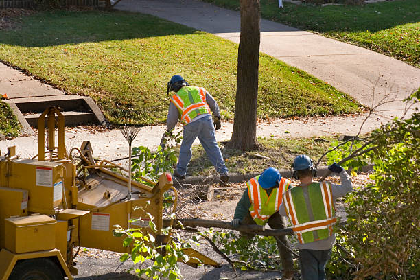 How Our Tree Care Process Works  in  Calcium, NY